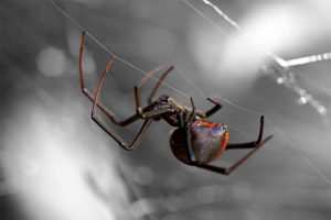 A Black Widow Spider hangs from a web outside a house in Manhattan, Kansas.